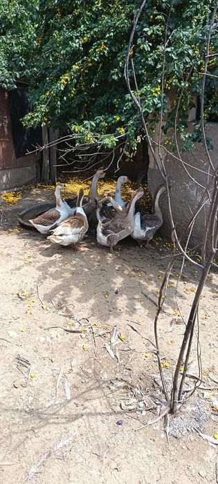 Gâște  de vânzare