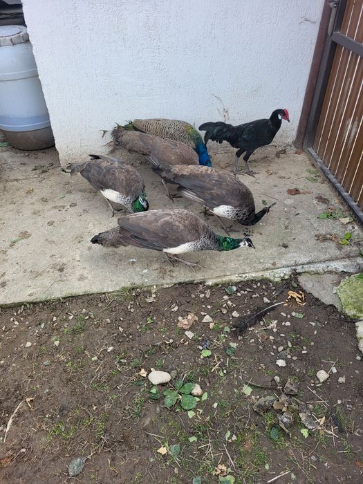 Vand 2 păunite si un păun