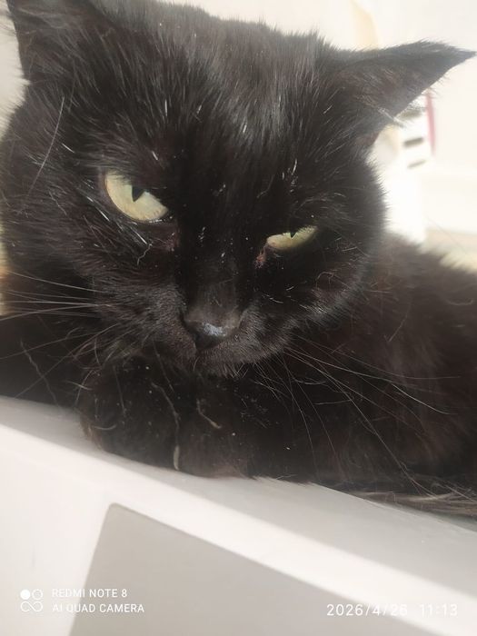 отдам кошку в добрые руки