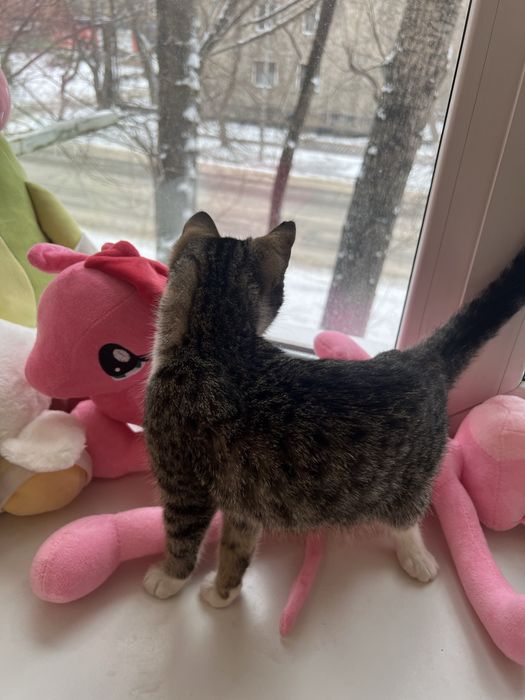 Отдам котенка девочку