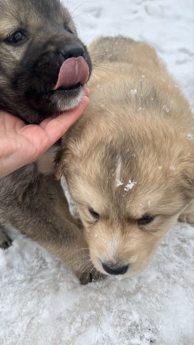 Собачка в Добрые руки!