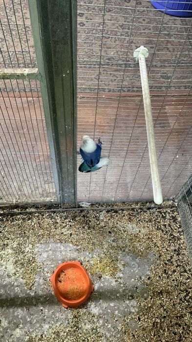 Попугаи разных видов