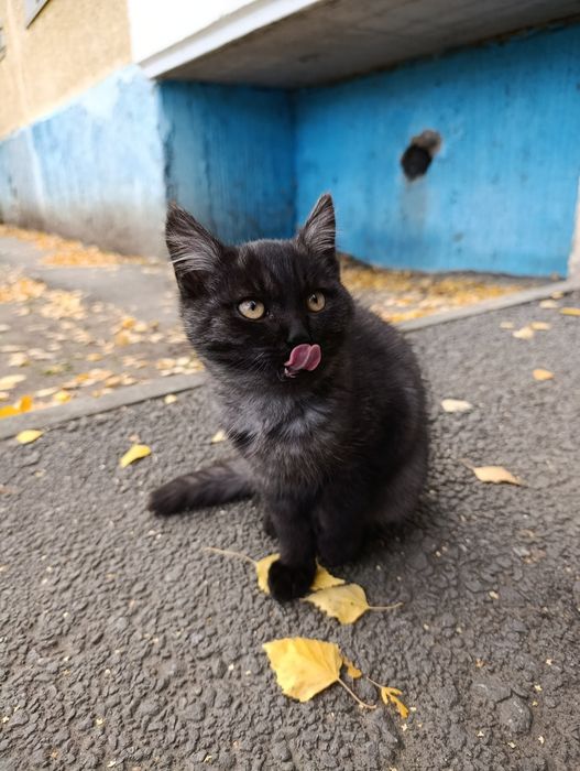 Котик,молодой котёнок