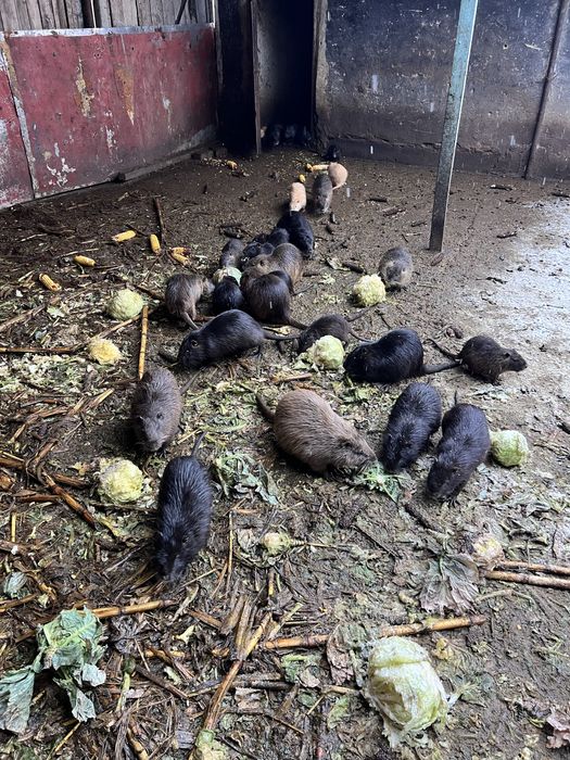 Vând familie nutrii