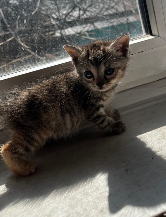 Отдам котят даром