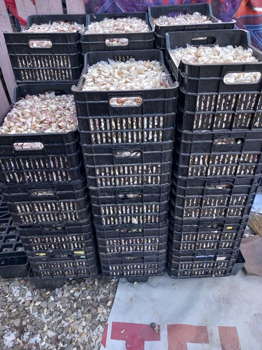 Usturoi pentru preparate și pus în pământ