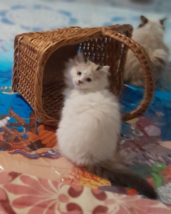 Коте Регдол момче