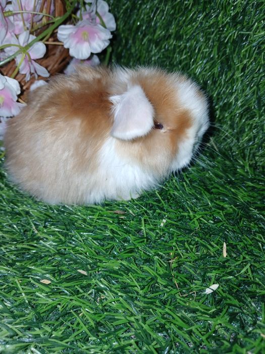 Декоративные кролики