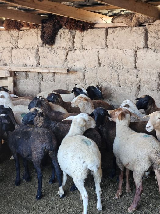 Кой,қой токты  бараны