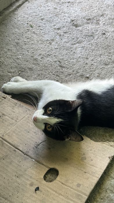Отдадим кота в добрые руки