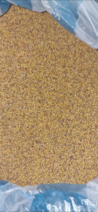 Seminte lucerna 2026