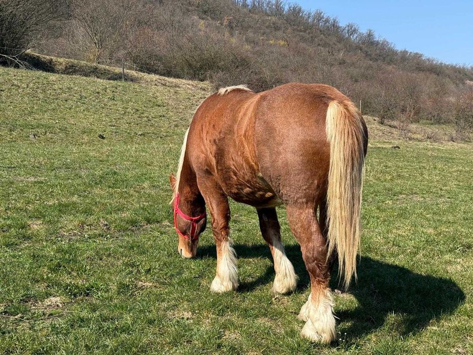 Armăsar tânăr de vânzare – crescut natural, cu acte și cip