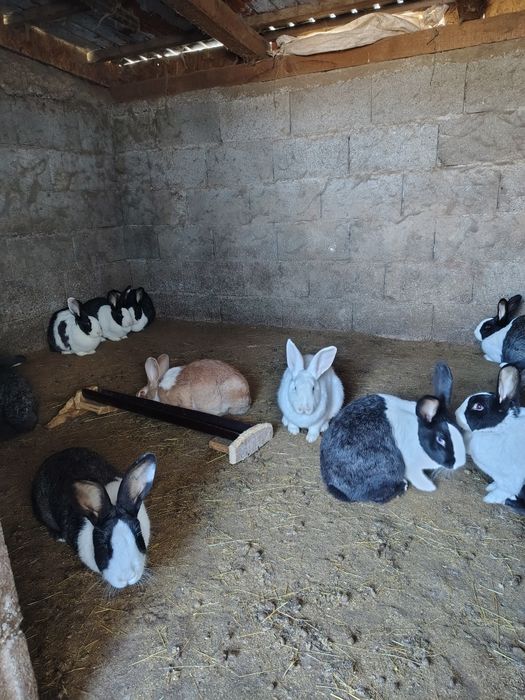 UT , Hycole francez și Rex pitic