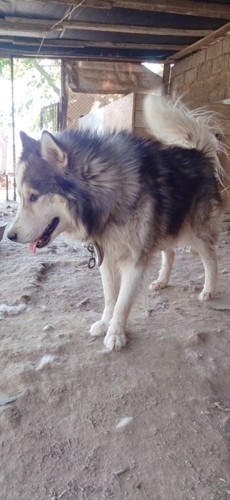 Вязка сибирский хаски кобель