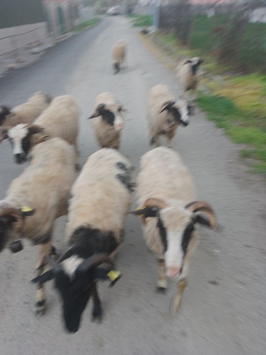 Vând 9 oi. 7 noatine o mioară și una batrana