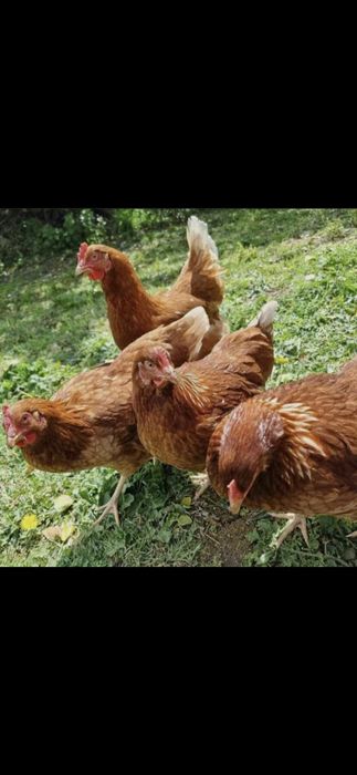 Тухимни  сифатлиги