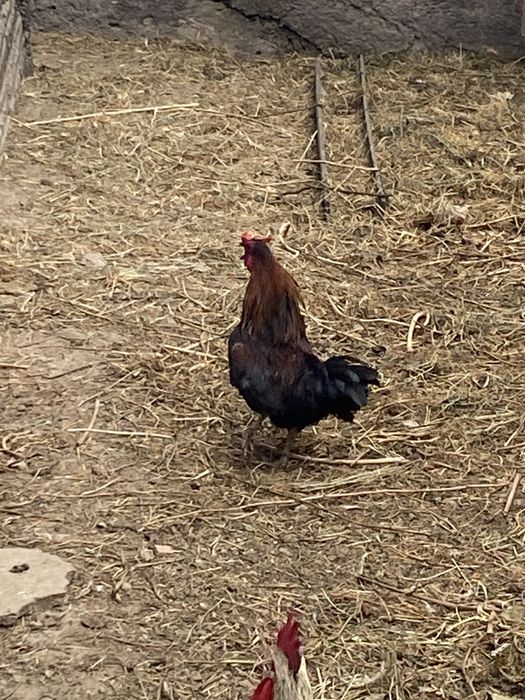 Срочно продается молодой очень красивый петушок