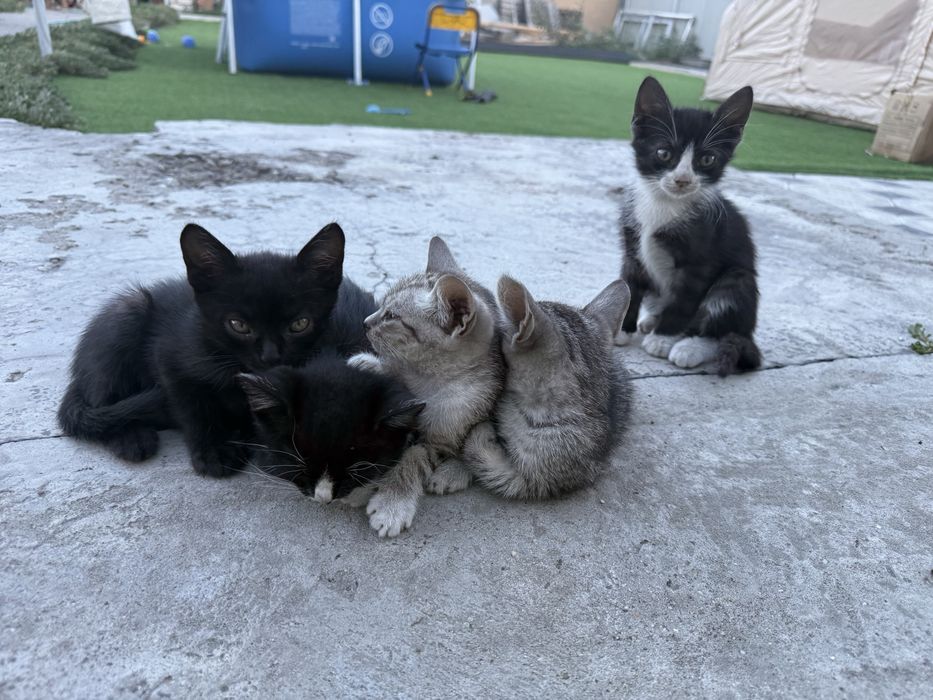 Отдадим котят и их маму в добрые руки