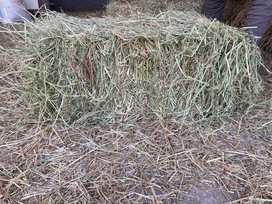 ПИЧАН сотилади Сифати ЗУР