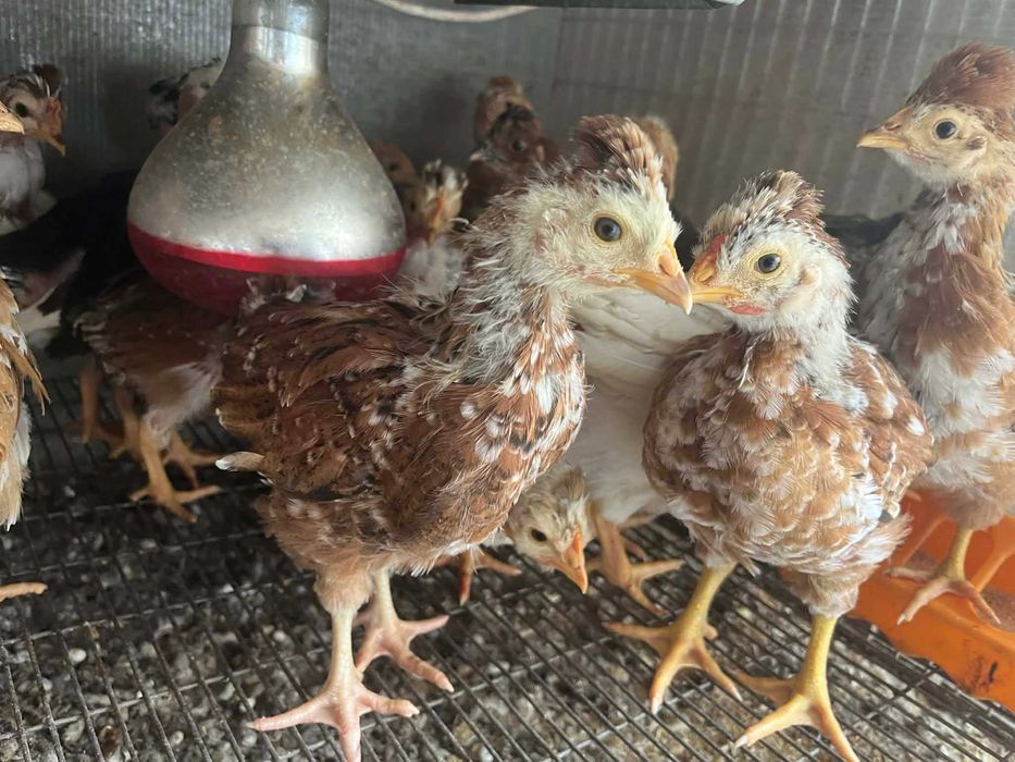 Pui Motati Golasi talie mare