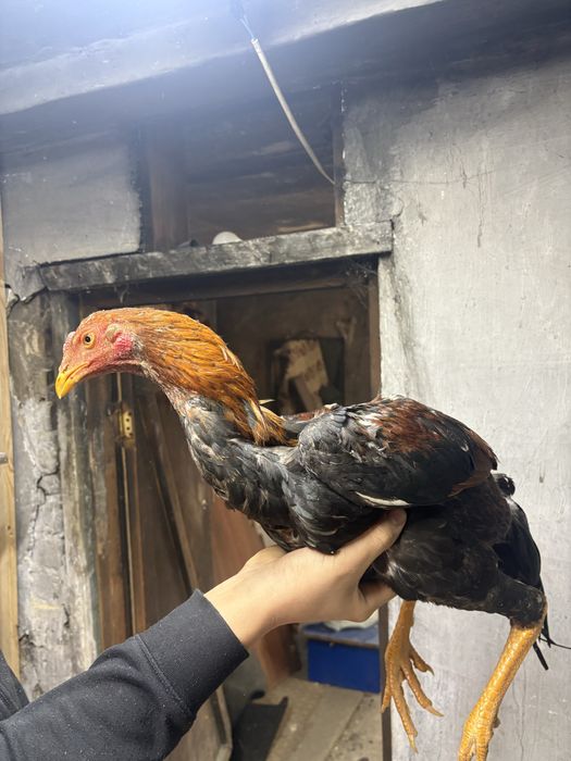 Даканы хороших кровей