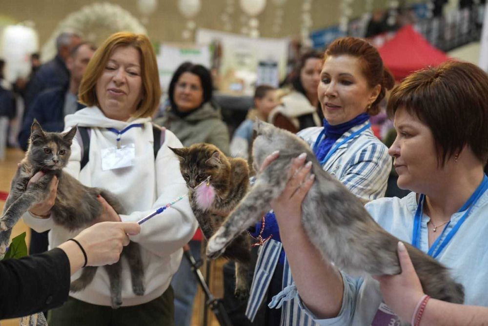 Котенца Мейн куун