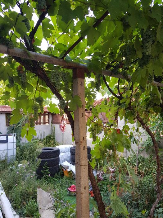 Продавам селска къща с чудесно място за грижи за животни и реколта.