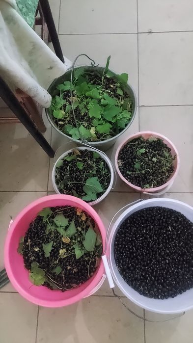 Саженцы яблони смородины дуб малина