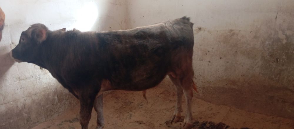 Бычок продам один