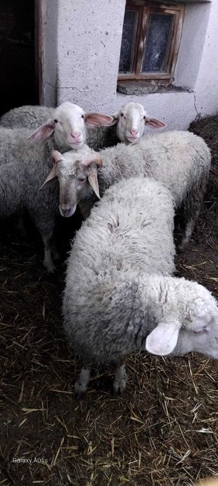 три мъжки шилета