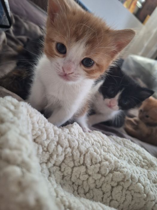 ПОДАРЯВАМ котенца