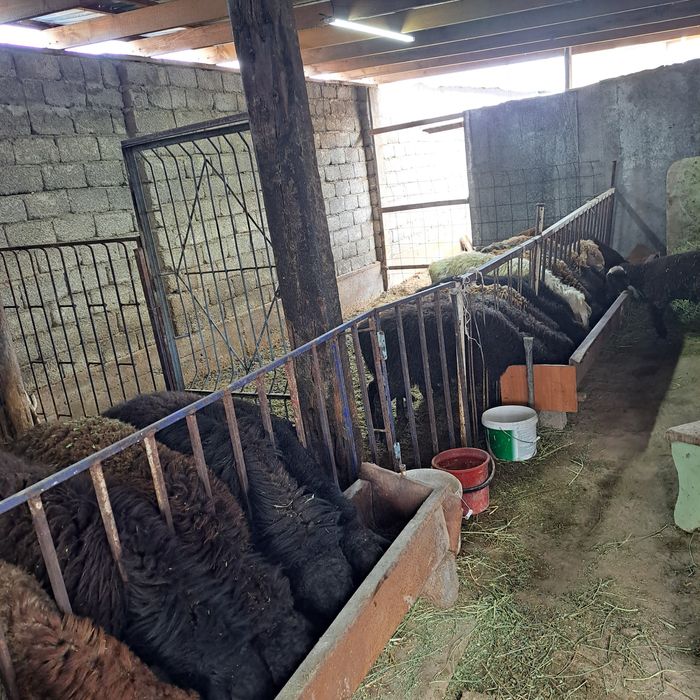 Семиз кошкар койлар