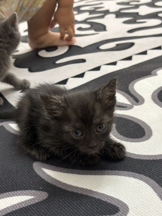 Котенки добрые руки