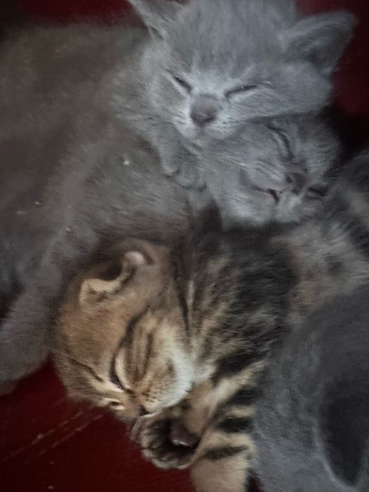Продам породистых котят
