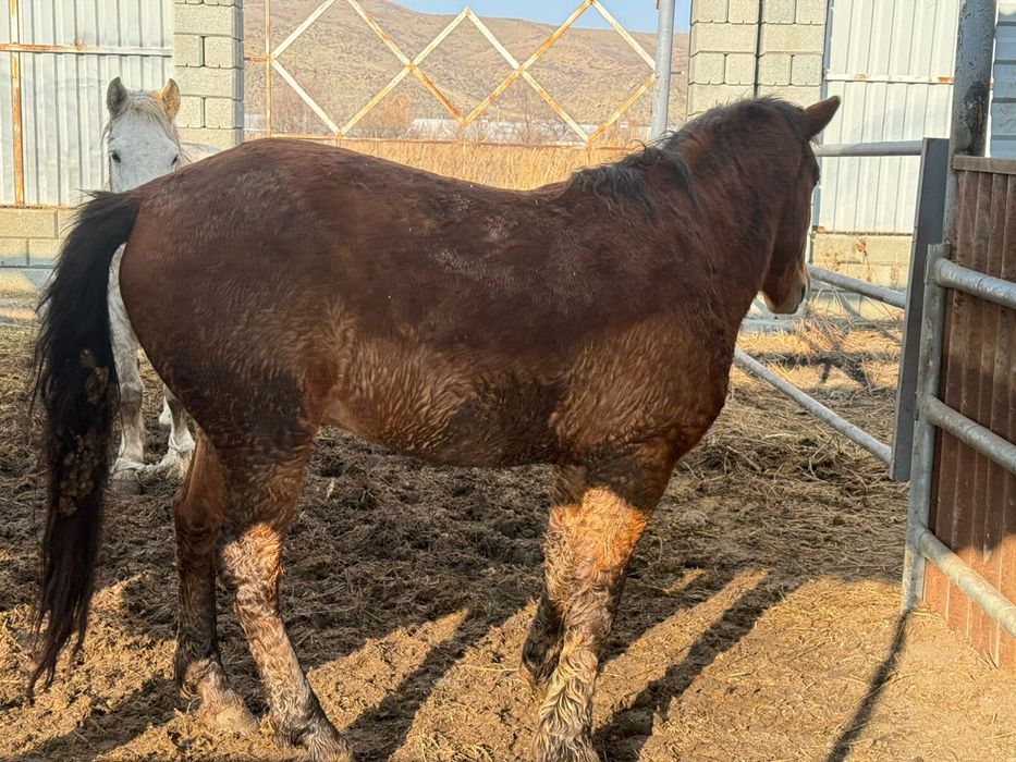 Продаются лошади