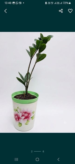 Комнатные цветы замиокулькас, " долларовое"