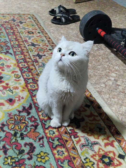 Семья британцев продам