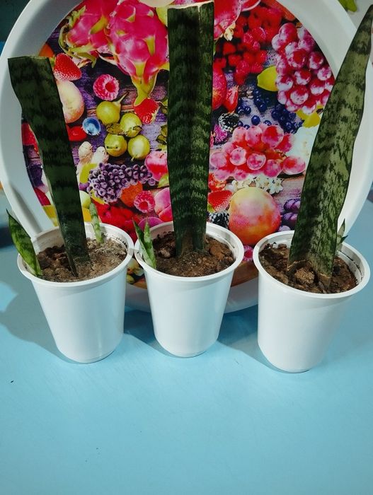 Комнатное растение- Сансивиерия