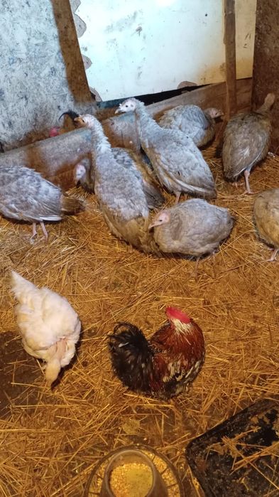 Vind sau schimb cu cereale