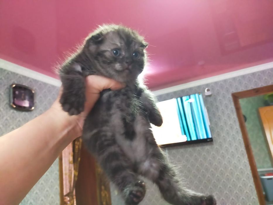 Скоттиш Фолд.  Редкого Окраса .