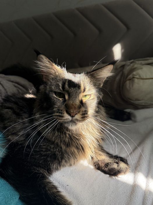 Котенок мейн куна