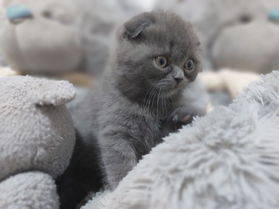 Продам котёнка девочка фолд