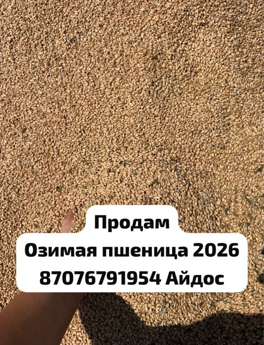 Пщеница урожай 2026года