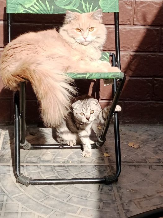 Котенок в хорошие руки