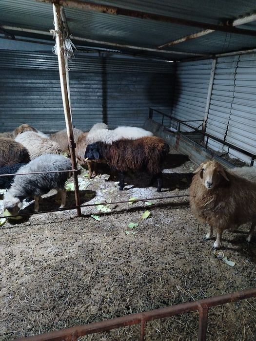 Продам кошкара баран