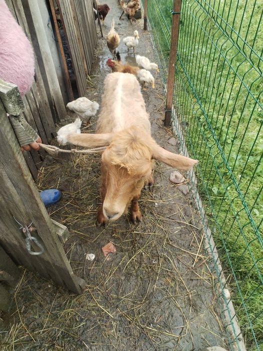 Văd capră de lapte un litru de lapte pe zi