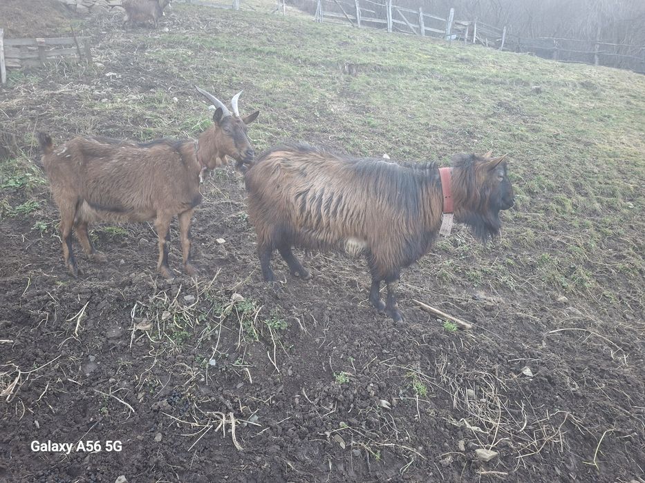 Vând țap alpina franceză