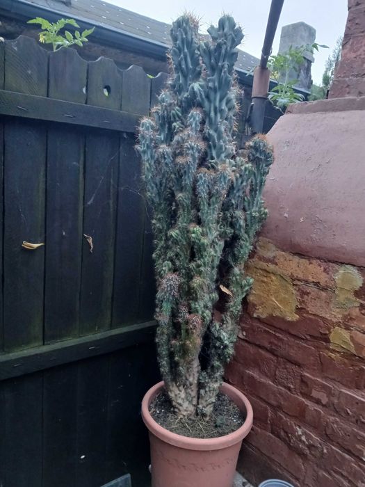vind cactus ornamental