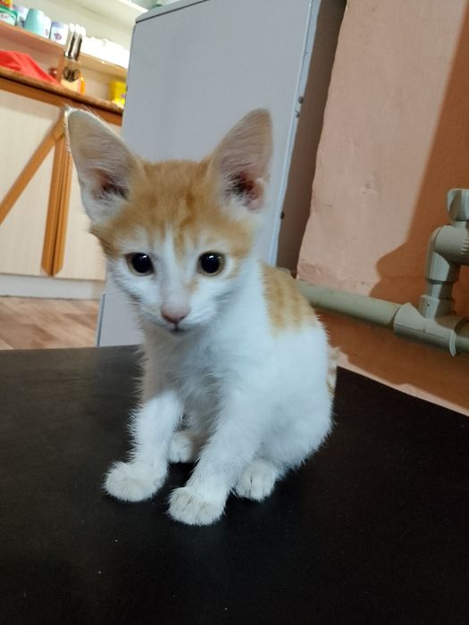 Котёнок мальчик отдам в хорошие руки