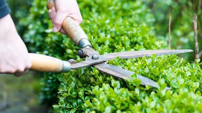 Санитарные обрезки деревьев